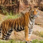 Tiger in Wayanad