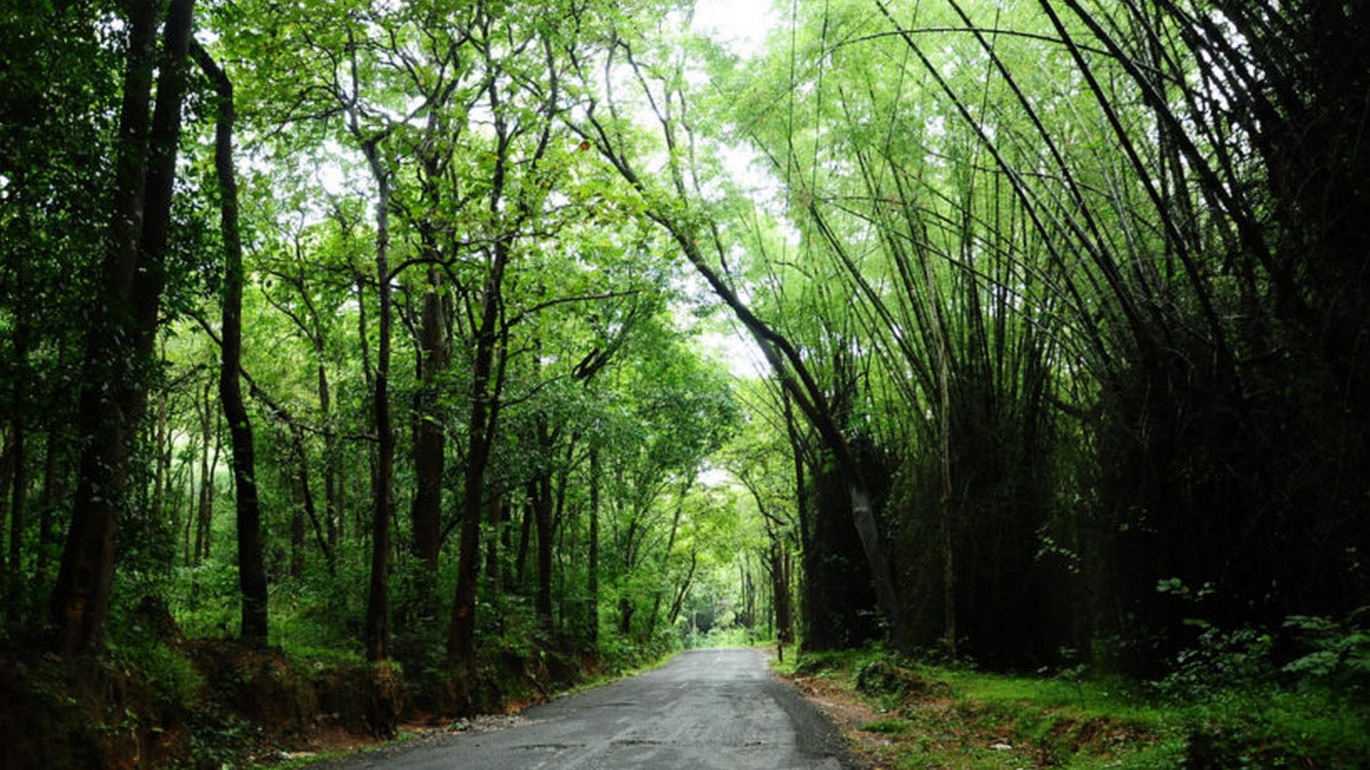 Green Forest of Wayanad