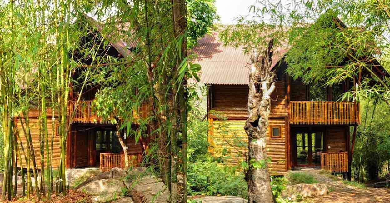 Bamboo plantation in Wayanad