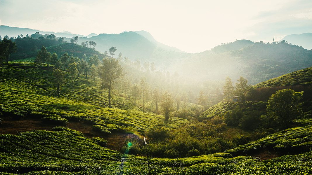 Things to Do in Wayanad