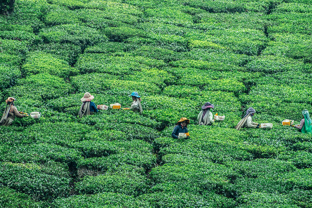Locals working in tea states of Wayanad