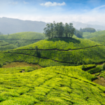 4 Must Visit Places from Kerala