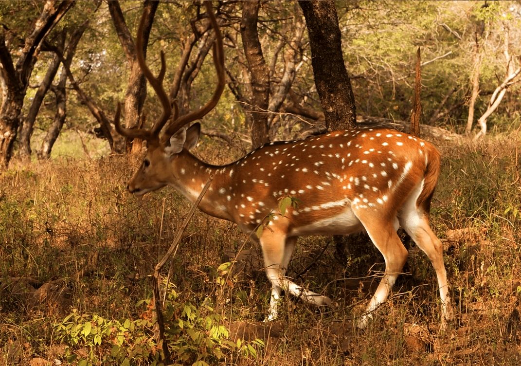 Summer in Wayanad