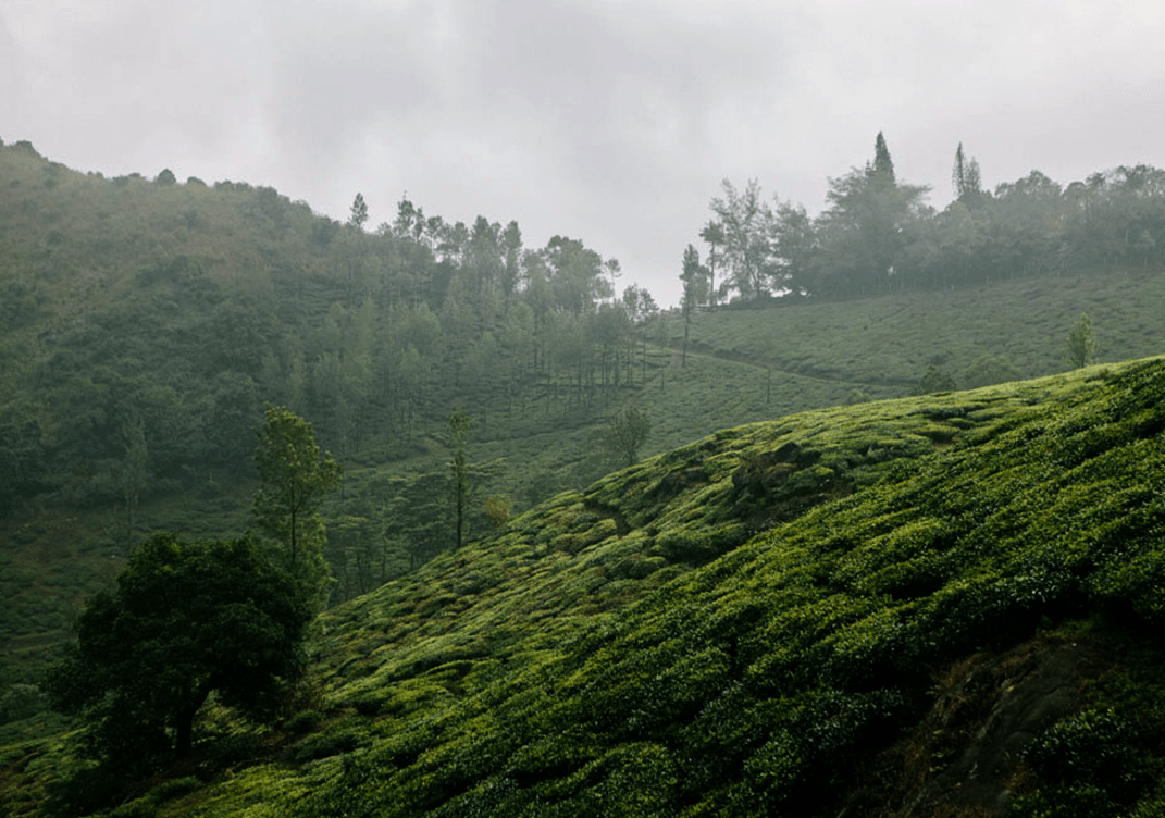 Winter in Wayanad