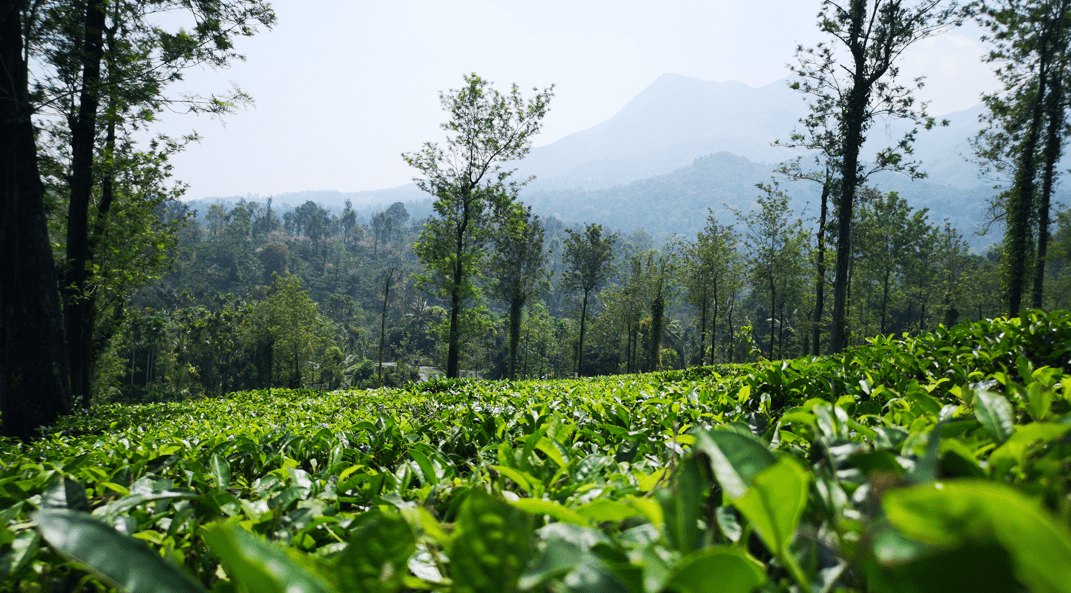 Wayanad History