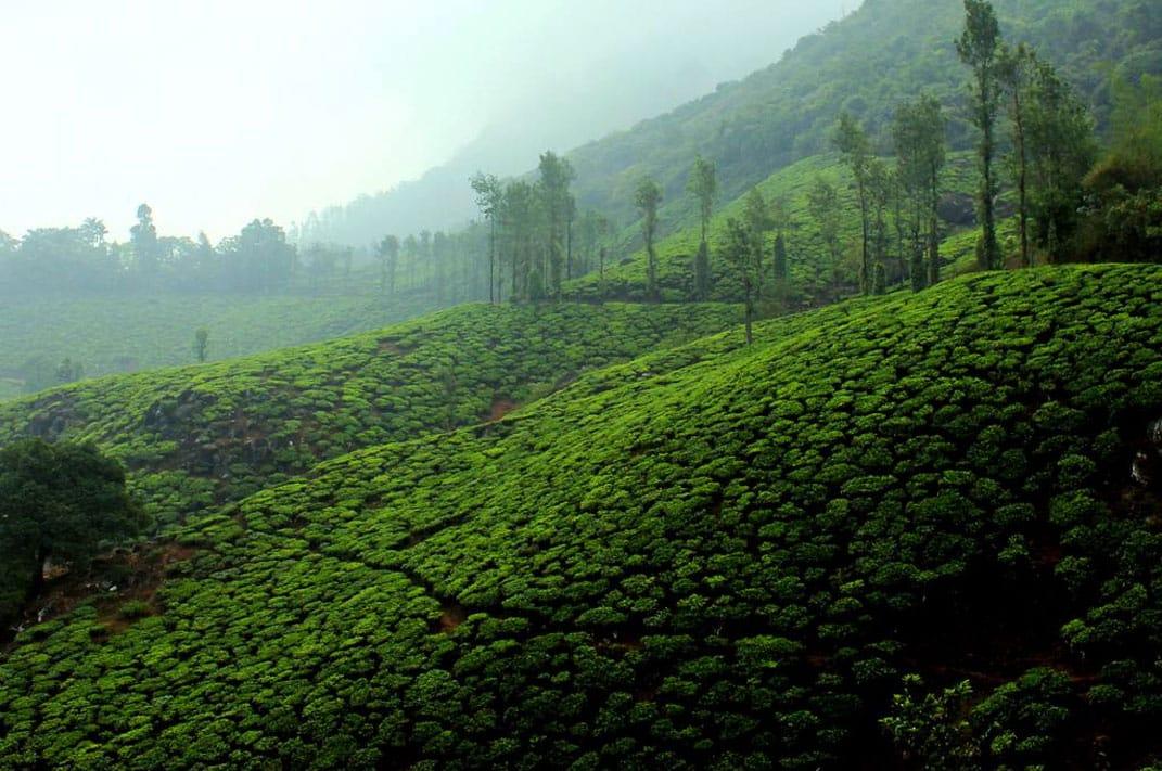 5 Best Things to Do in Wayanad