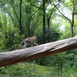 Monkey in the woods of wayanad