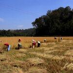 Rice Field in Wayanad