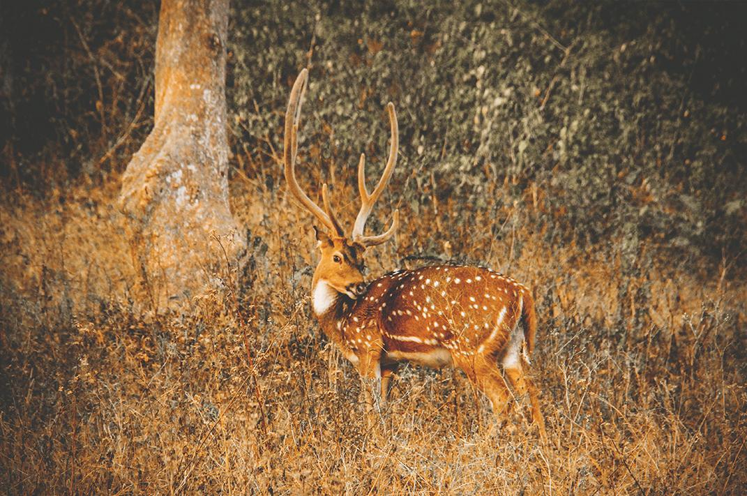 wayanad wildlife sanctuary