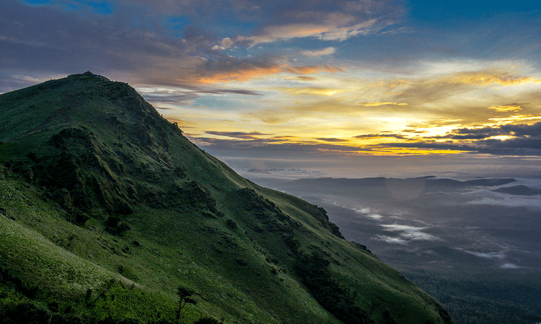 wildvibes wayanad