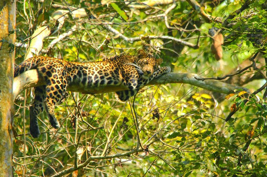 Tholpetty Wildlife in wayanad kerala