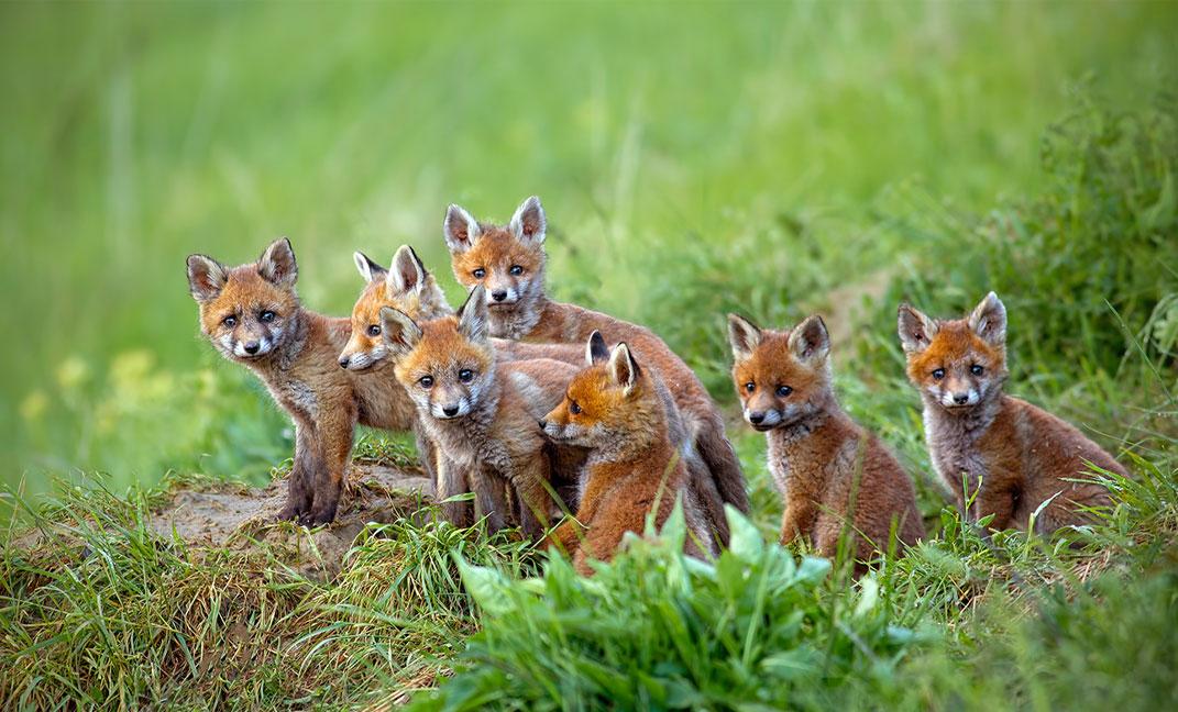 Red Fox Cubs in Wayanad Wildlife Sanctuary