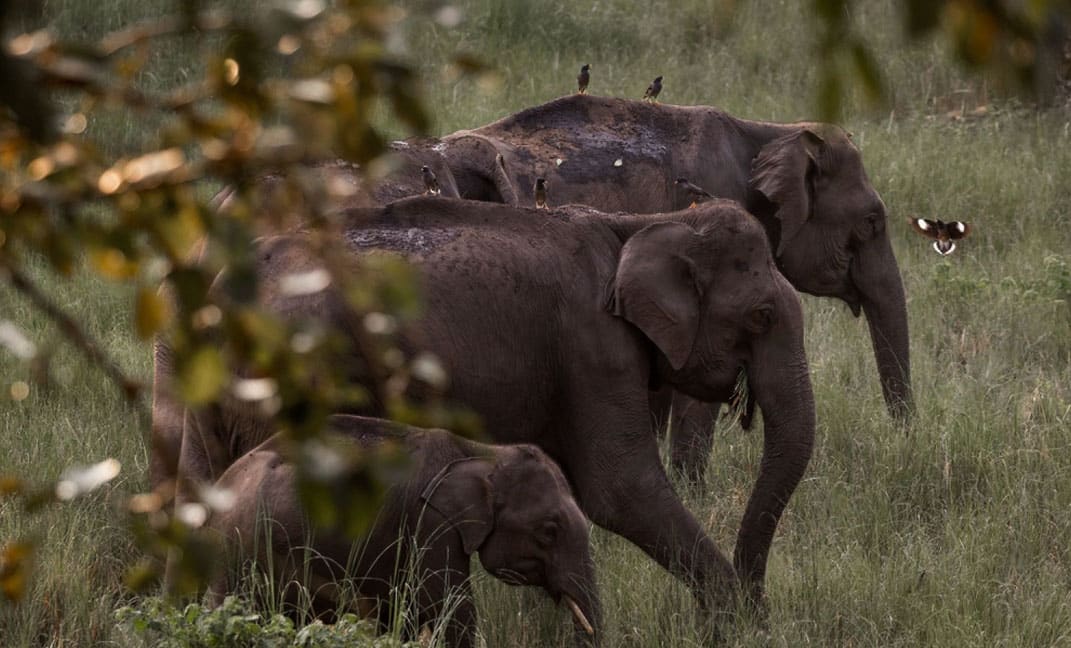 Jungle Safari in Wayanad