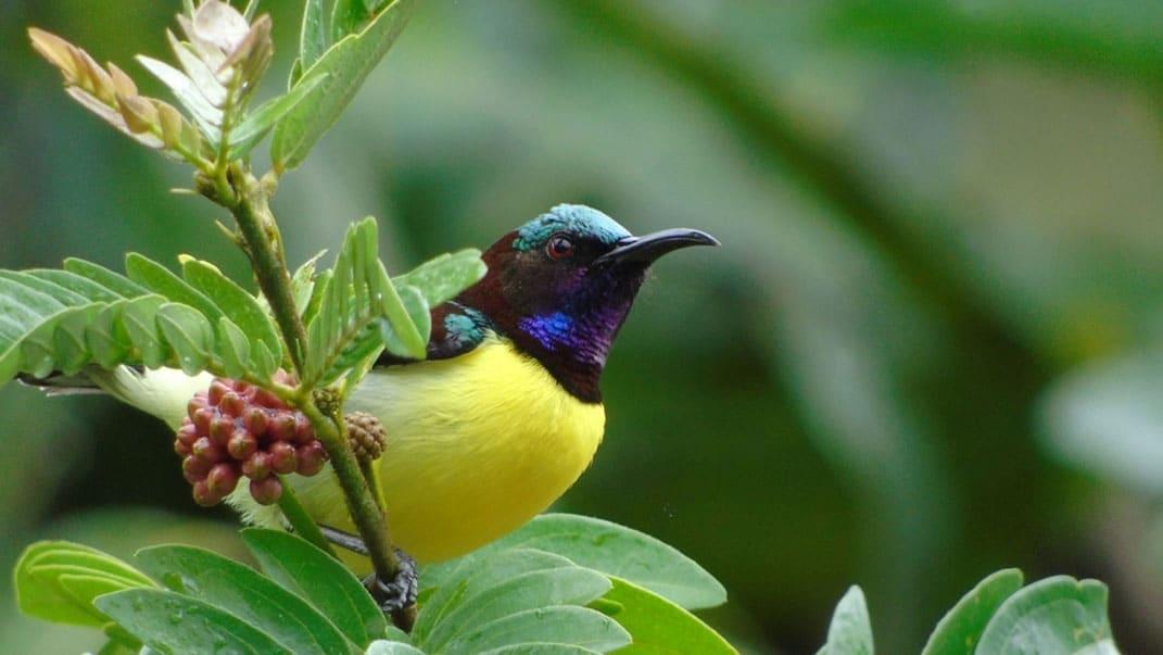 Birdwatching in Wayanad