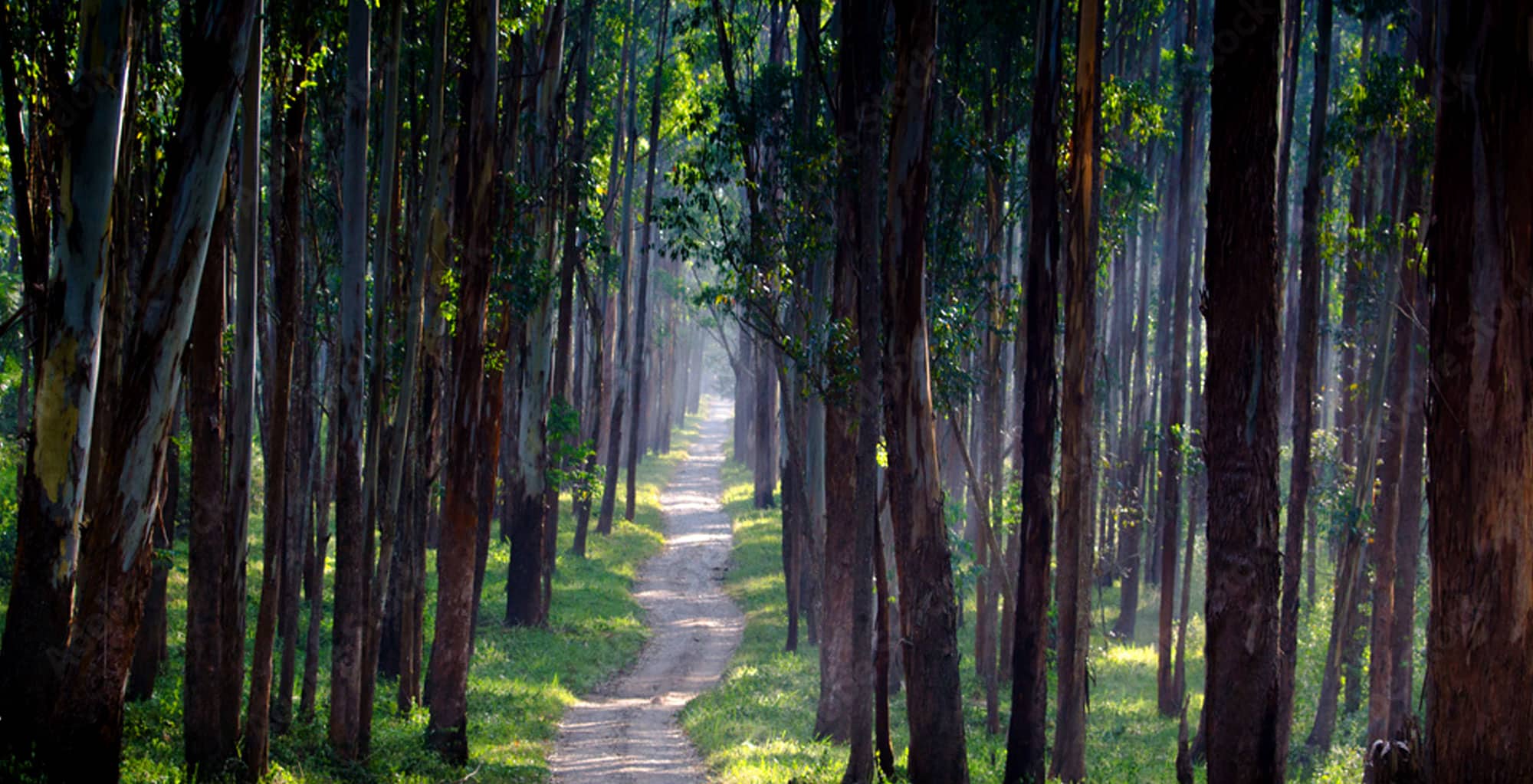 A Short Travel Guide to Your Next Trip to Wayanad