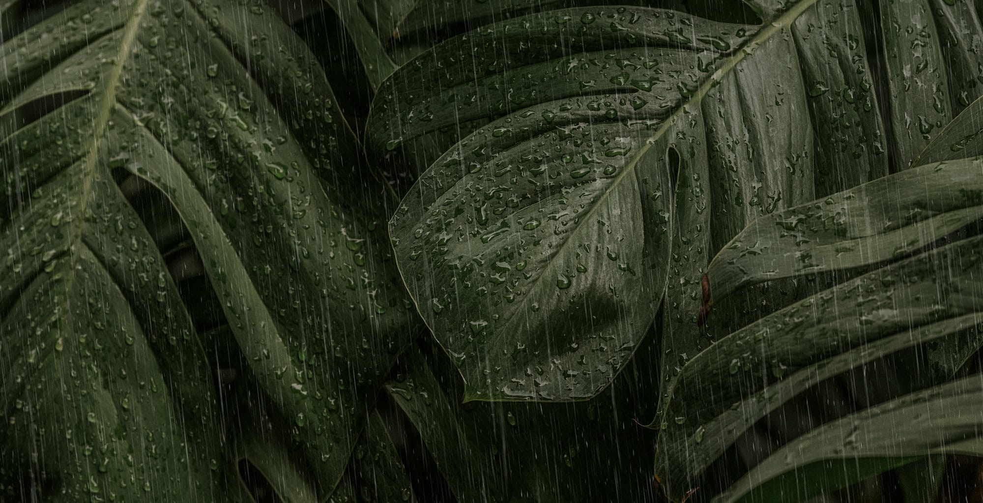 Monsoon in wayanad