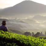 Man standing in Wayanads Tea Plantations