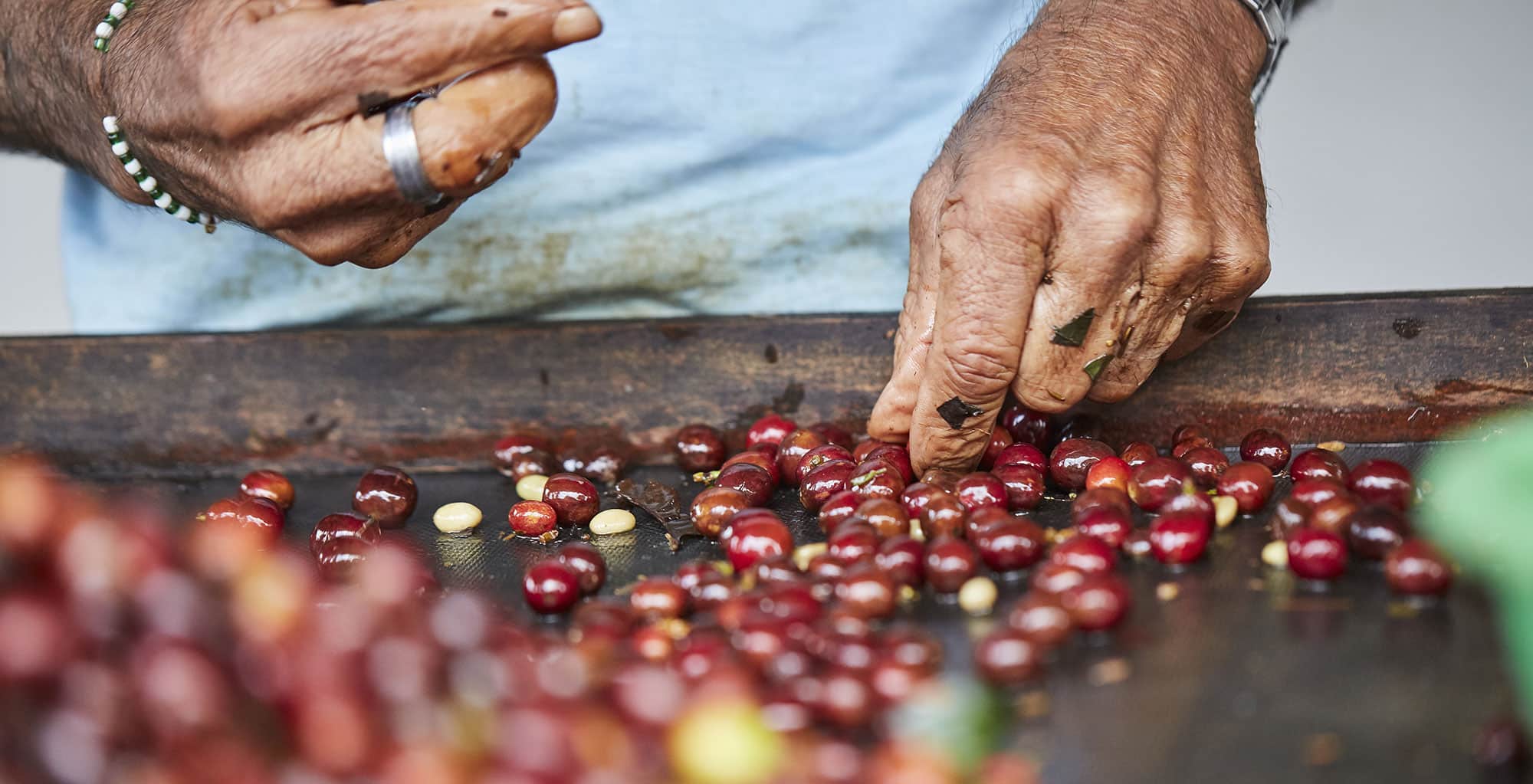 Wayanad's Coffee Culture