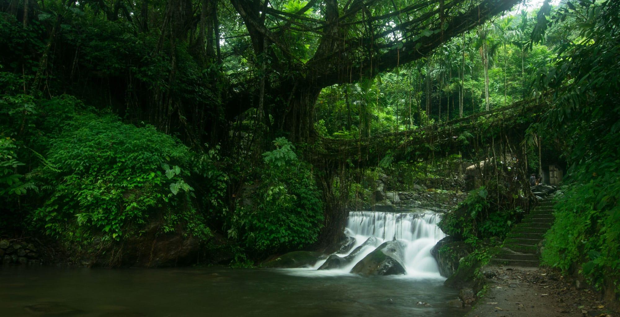 Nature retreats in Wayanad rainforest