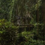 Beyond Ordinary: The Unique Features of Rainforest Lodge