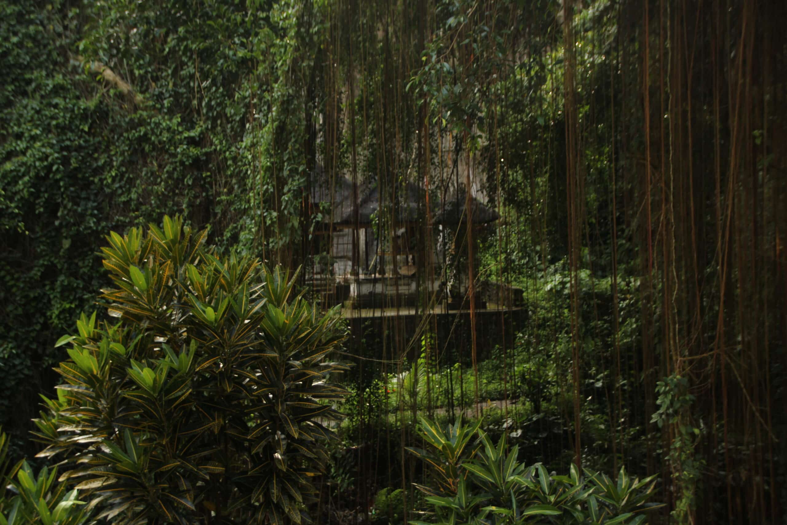 Beyond Ordinary: The Unique Features of Rainforest Lodge