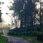 January Daze in Wayanad A Traveler's Guide