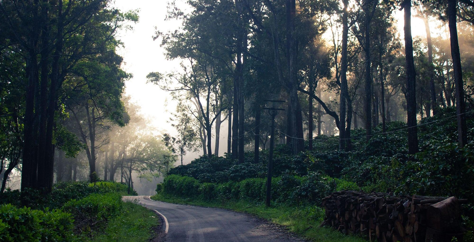 January Daze in Wayanad A Traveler's Guide