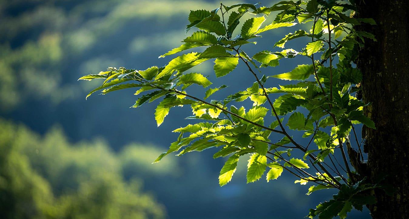 Sounds of Wayanad's Rainforest Lodge