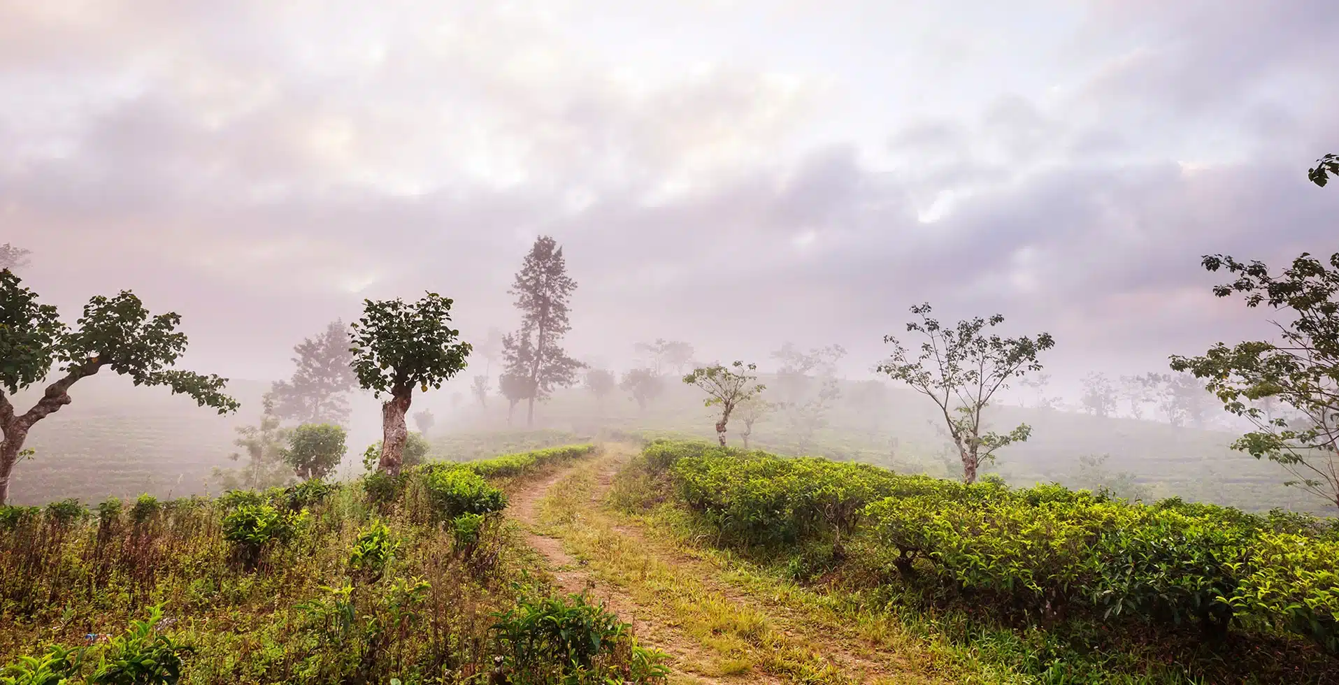 Discover Wayanad's WInter Charm