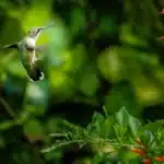 Bird watching in wayanad