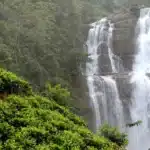 Plan Your Dream Proposal in Wayanad Rainforest