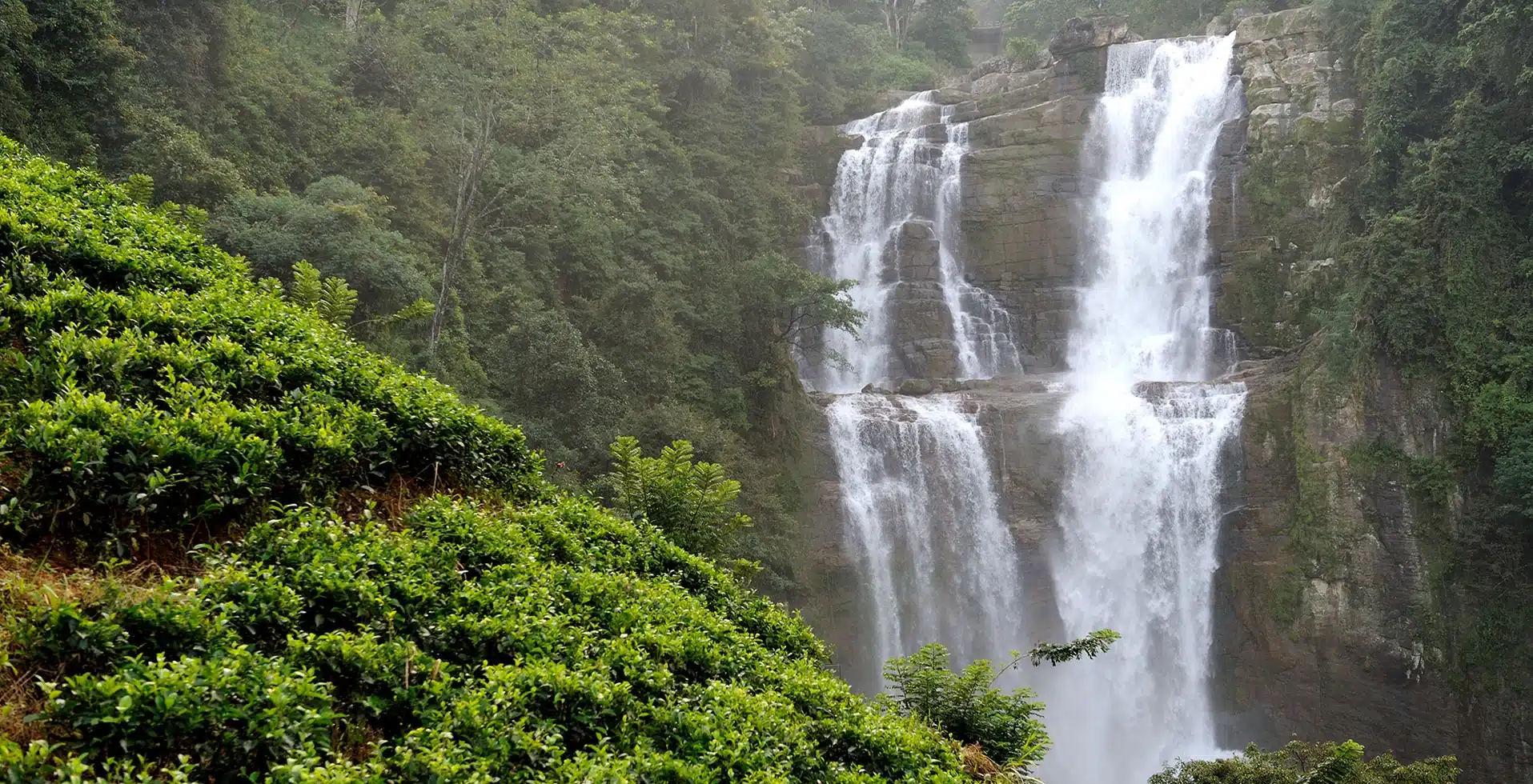 Plan Your Dream Proposal in Wayanad Rainforest