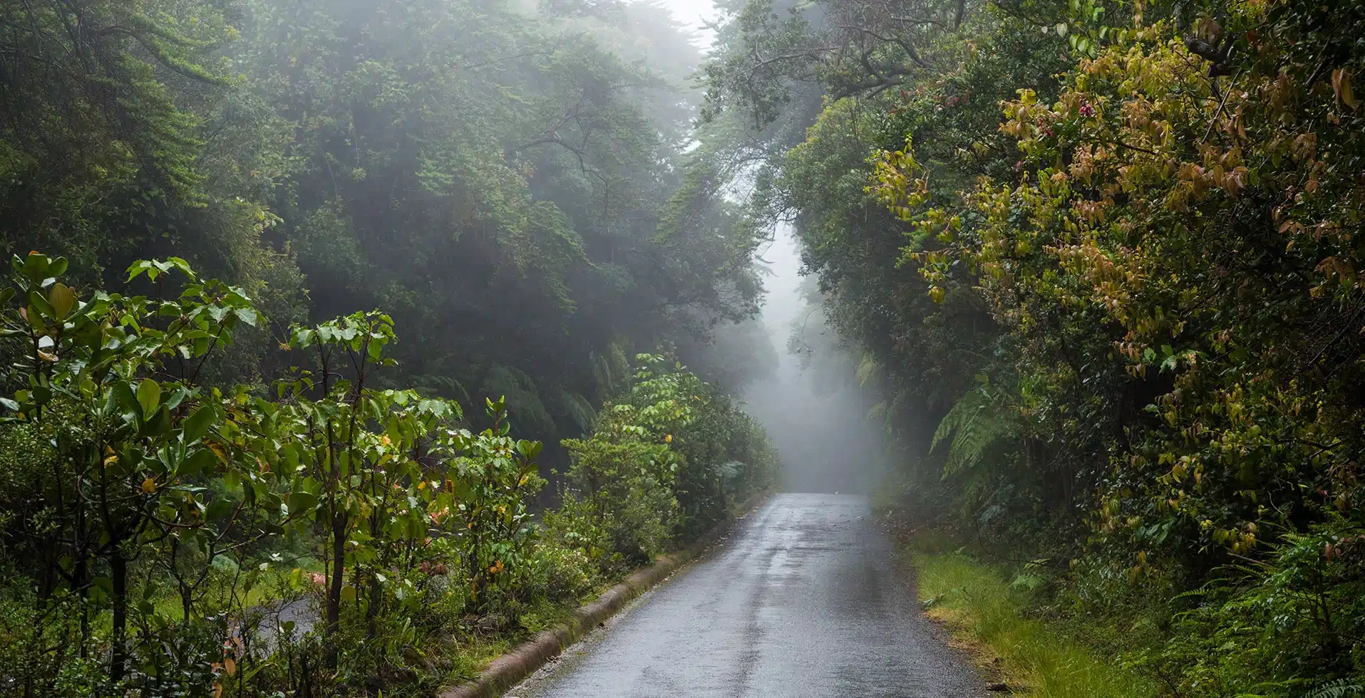 Hidden Gems in Wayanad