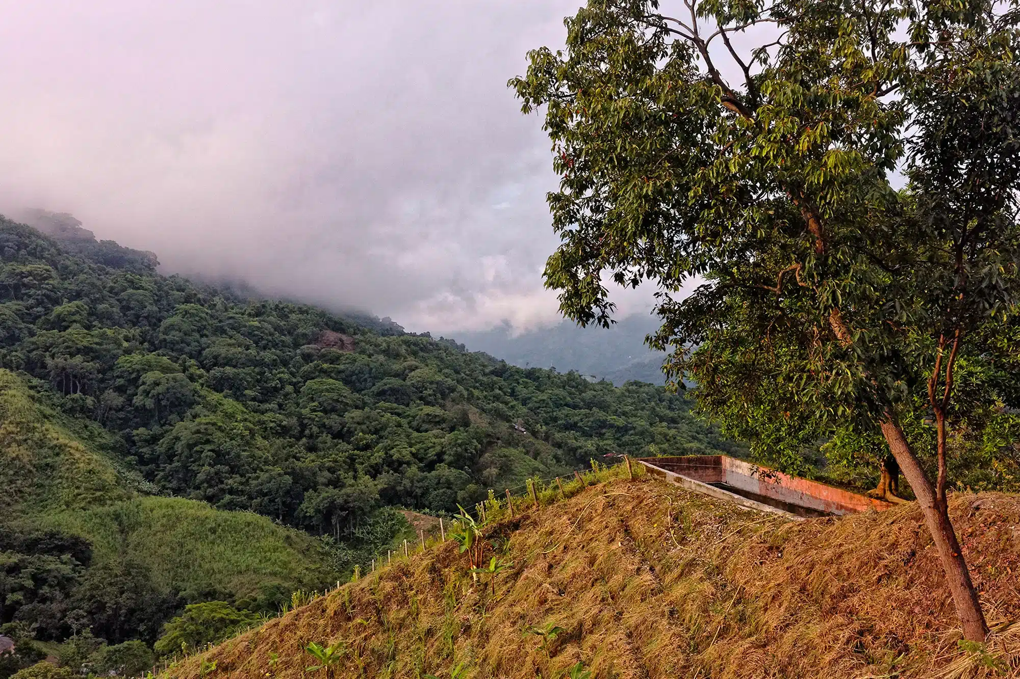 nature-in-wayanad