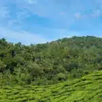 Wayanad and Coorg