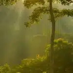 Wayanad Rainforest Resort