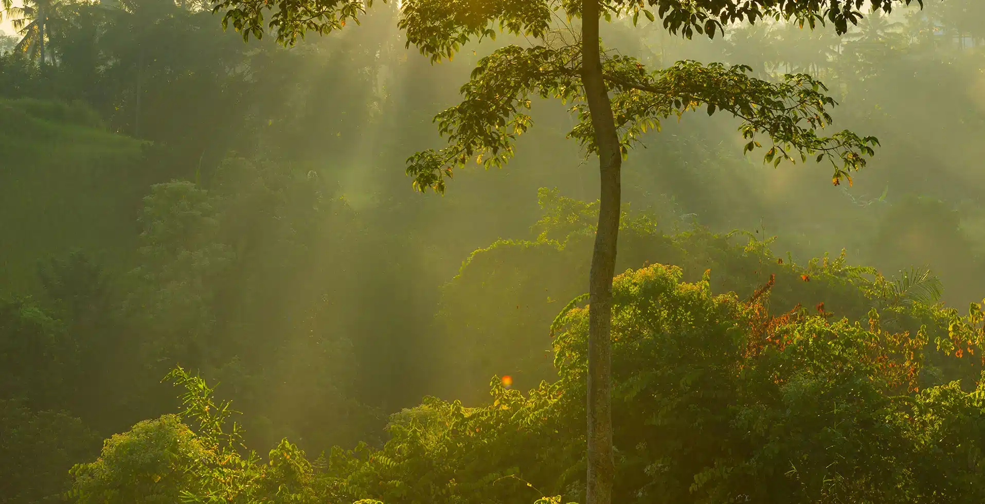 Wayanad Rainforest Resort