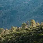 Wayanad in pre-summer March