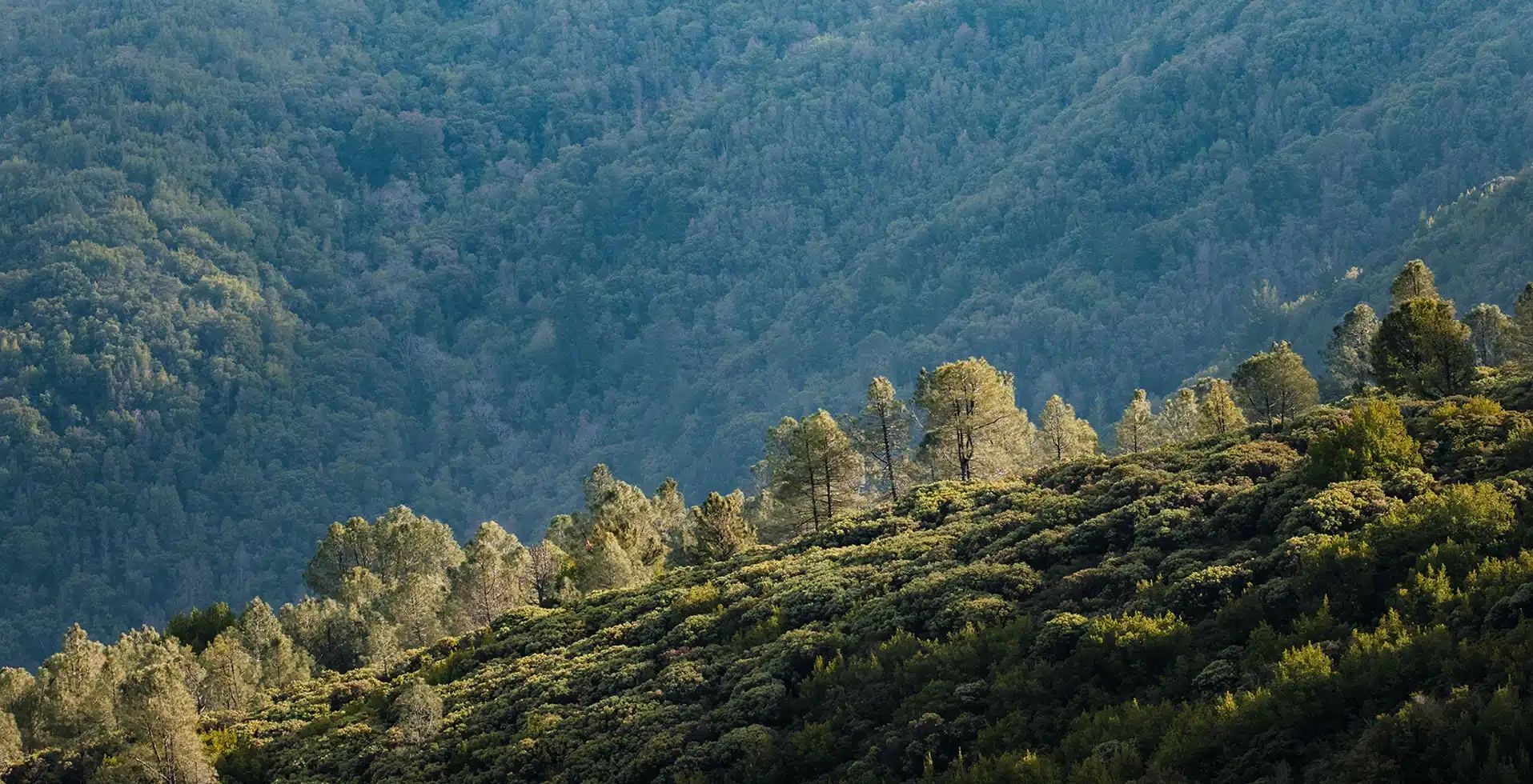 Wayanad in pre-summer March