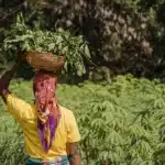 Wayanad's Adivasi Communities