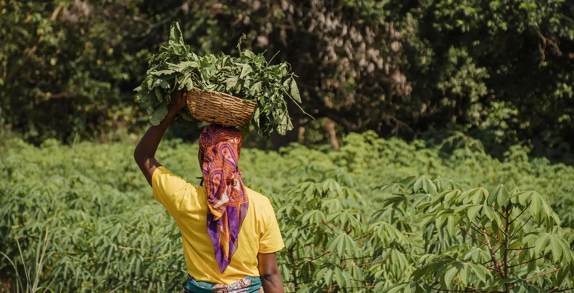 Wayanad's Adivasi Communities